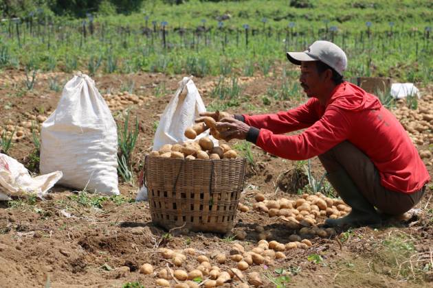 Berapa harga kentang dari petani Dieng?